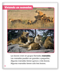 Leones from Mundo de los Cuentos Mundo Real