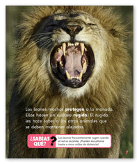 Leones from Mundo de los Cuentos Mundo Real