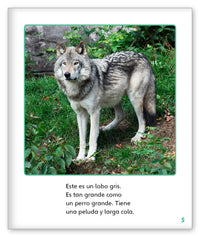 Lobos salvajes from Mundo de los Cuentos Mundo Real