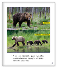 Osos from Mundo de los Cuentos Mundo Real