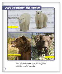 Osos from Mundo de los Cuentos Mundo Real