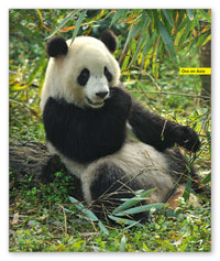 Osos from Mundo de los Cuentos Mundo Real