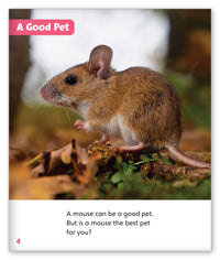 Pet Mice from Story World Real World
