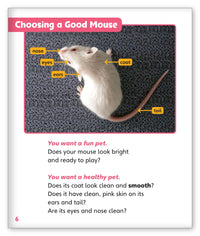Pet Mice from Story World Real World
