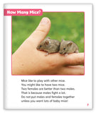 Pet Mice from Story World Real World