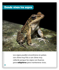 Sapos fantásticos from Mundo de los Cuentos Mundo Real