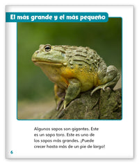 Sapos fantásticos from Mundo de los Cuentos Mundo Real