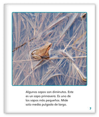 Sapos fantásticos from Mundo de los Cuentos Mundo Real