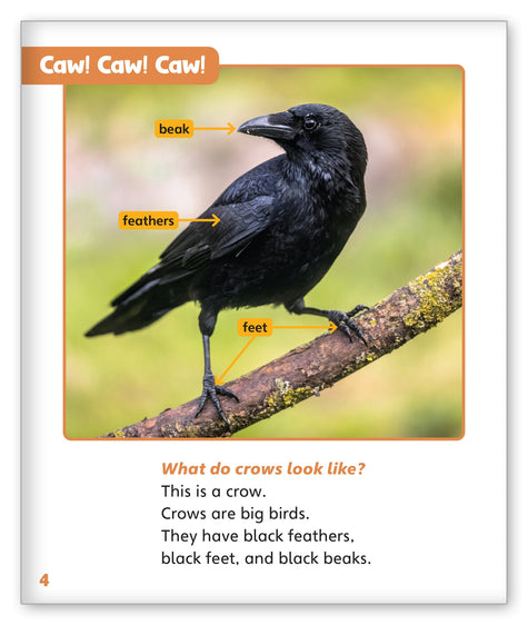Smart Crows - Story World Real World - Hameray Publishing