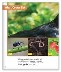 Smart Crows from Story World Real World