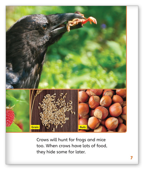 Smart Crows - Story World Real World - Hameray Publishing
