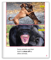 Terrific Teeth from Story World Real World