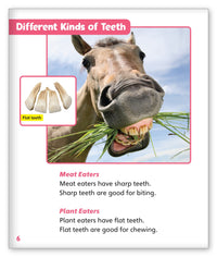 Terrific Teeth from Story World Real World