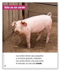 Todo sobre los cerdos from Mundo de los Cuentos Mundo Real