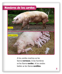 Todo sobre los cerdos from Mundo de los Cuentos Mundo Real