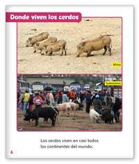 Todo sobre los cerdos from Mundo de los Cuentos Mundo Real