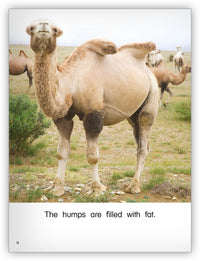 Humpty Has Two Humps from Kaleidoscope Collection