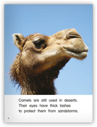 Humpty Has Two Humps from Kaleidoscope Collection