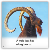 Ibex from Zoozoo Animal World