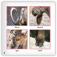 Ibex from Zoozoo Animal World