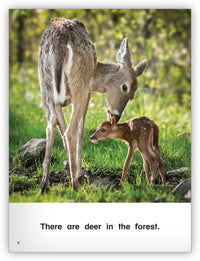 In the Forest Big Book