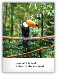 In the Rainforest Big Book