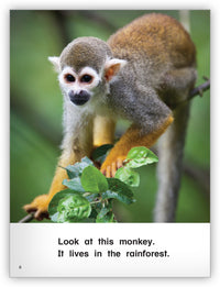 In the Rainforest Big Book