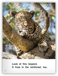 In the Rainforest Big Book