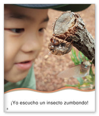 Insectos que zumban
