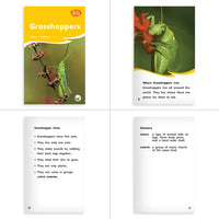 Insects & Spiders Theme Set