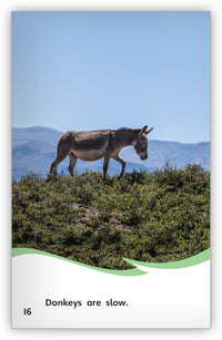 Is It a Donkey or a Horse? Big Book from Fables & the Real World