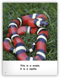 It Is a Reptile from Kaleidoscope Collection