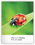 It Is an Insect Big Book Leveled Book