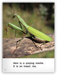 It Is an Insect Big Book from Kaleidoscope Collection