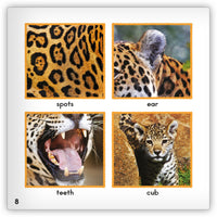 Jaguar from Zoozoo Animal World