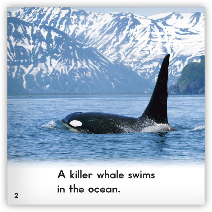 Killer Whale from Zoozoo Animal World