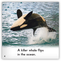 Killer Whale from Zoozoo Animal World