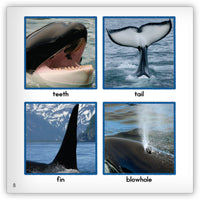 Killer Whale from Zoozoo Animal World