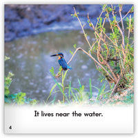 Kingfisher from Zoozoo Animal World