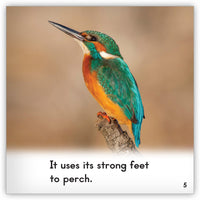 Kingfisher from Zoozoo Animal World