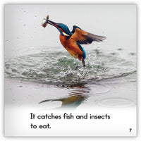 Kingfisher from Zoozoo Animal World