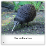 Kiwi from Zoozoo Animal World