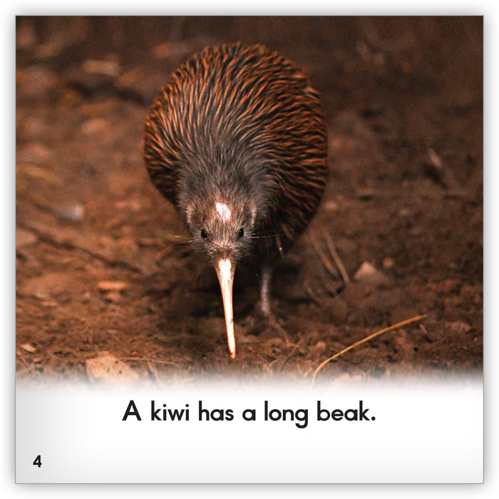 Kiwi from Zoozoo Animal World