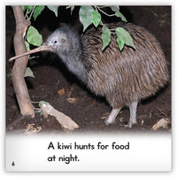 Kiwi from Zoozoo Animal World