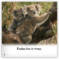 Koala from Zoozoo Animal World