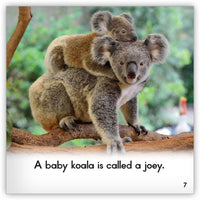 Koala from Zoozoo Animal World
