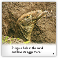 Komodo Dragon from Zoozoo Animal World