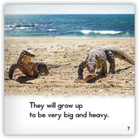 Komodo Dragon from Zoozoo Animal World