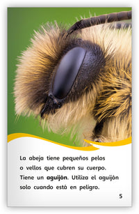 La abeja increíble from Fábulas y el Mundo Real