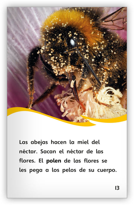La abeja increíble from Fábulas y el Mundo Real